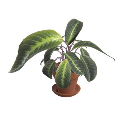 calathea warscewiczii en maceta modelo 3d 3D Graphic