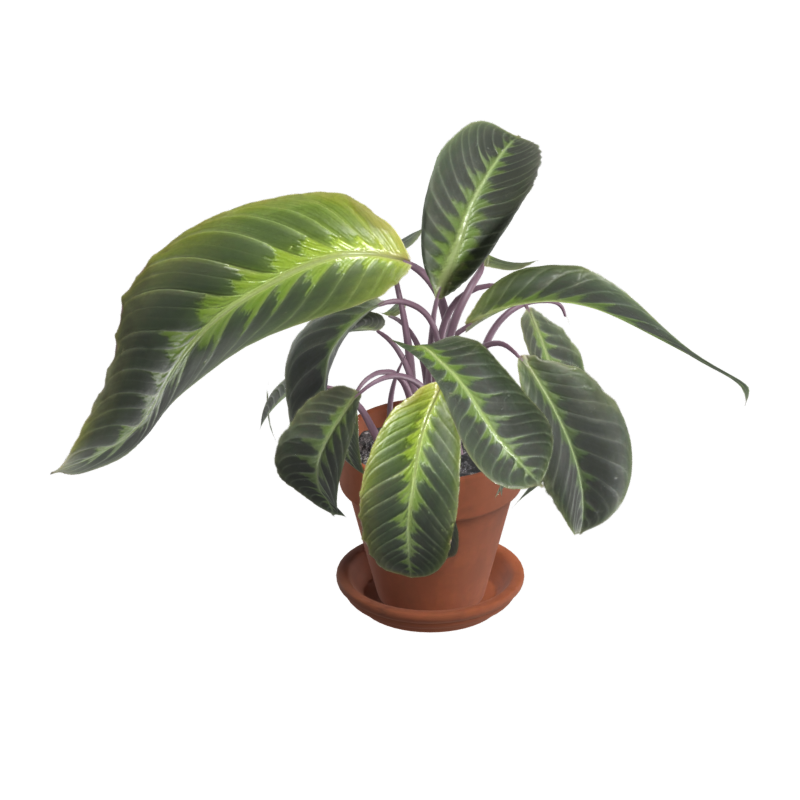 Calathea Warscewiczii em vaso Modelo 3D