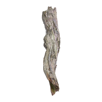 Fallen Dead Wood Birch Branch 3D Model 3D Graphic