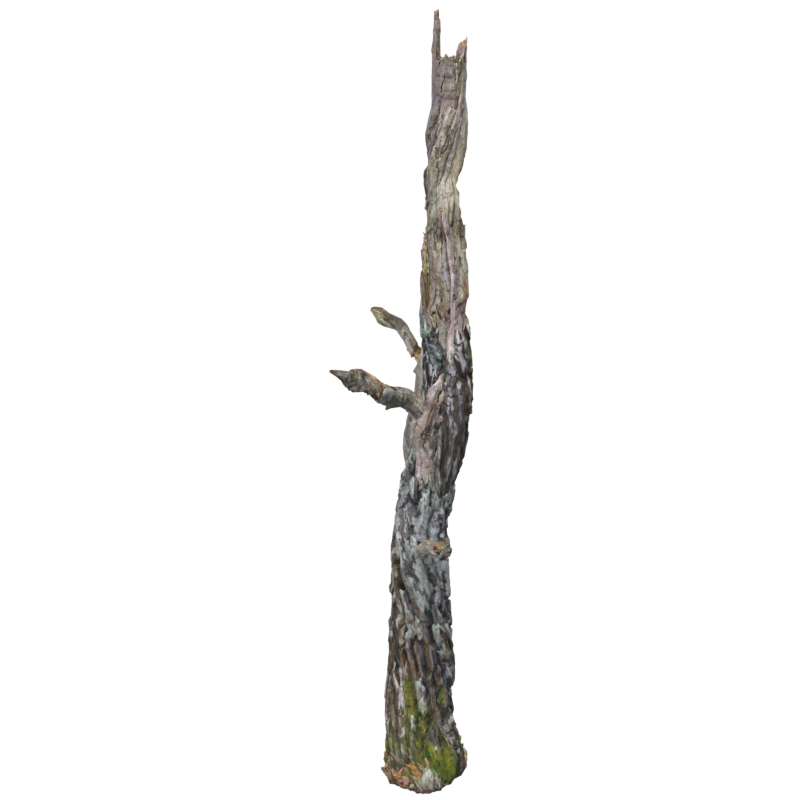 Pointy Dead Wood Birch Trunk With Branches 3D Model