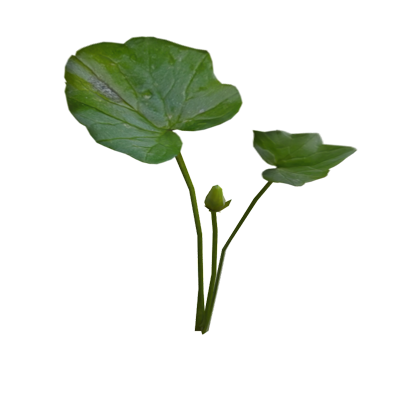 Pilewort Leaf With Flower Bud 3D Model 3D Graphic