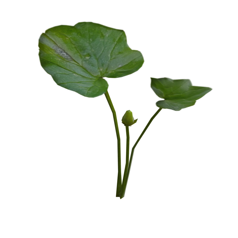 Pilewort Leaf With Flower Bud 3D Model