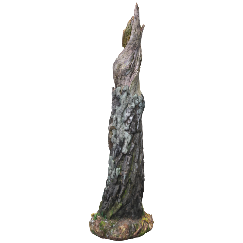 Tall Dead Wood Birch Trunk 3D Model