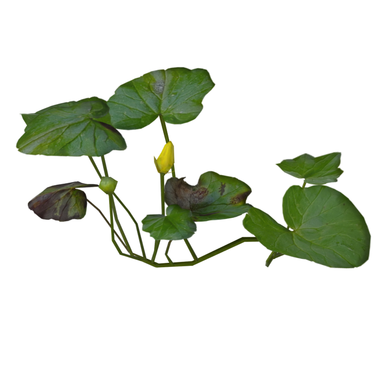 Oito folhas grandes de pilewort com dois botões de flores no meio Modelo 3D