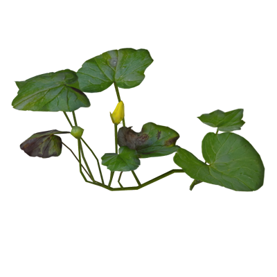 Eight Large Pilewort Leaves With Two Flower Bud In The Middle 3D Model 3D Graphic