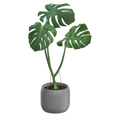 planta de casa modelo 3d monstera em vaso 3D Graphic