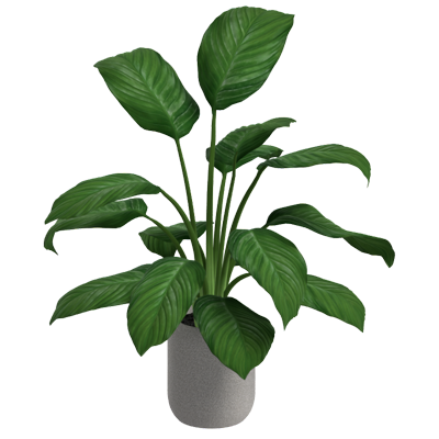 Peace Lily Plant 3D Model 3D Graphic