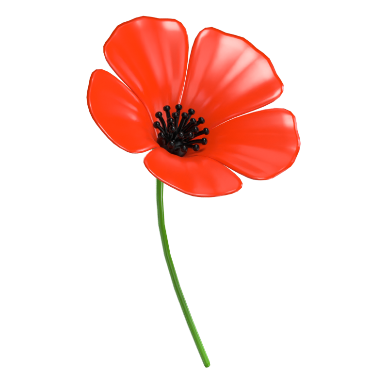 3D Poppy Model Exquisite Blossom Of Remembrance And Beauty 3D Graphic