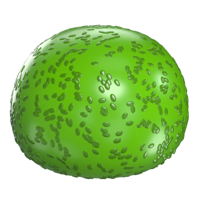 3D Spherical Evergreen Bush Model Nature's Ornamental Greenery 3D Graphic