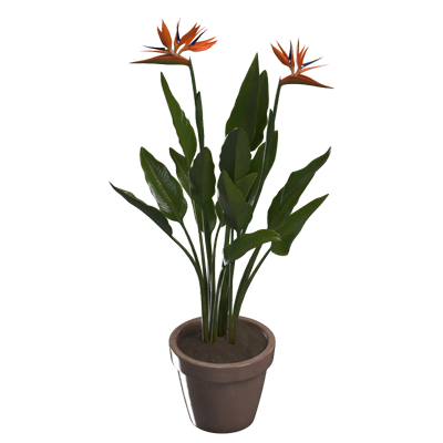 strelitzia reginae modelo 3d 3D Graphic