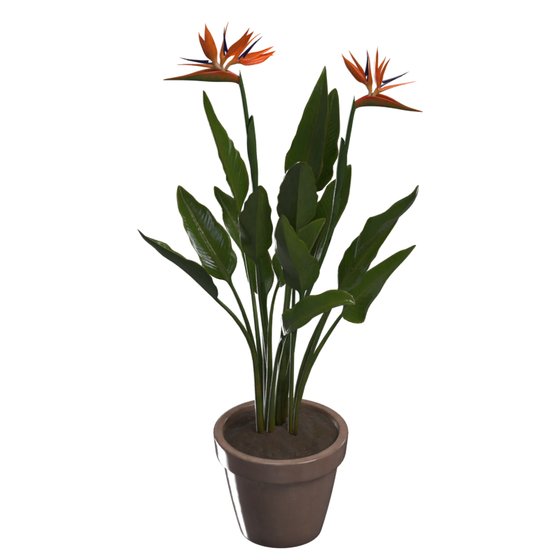 Strelitzia Reginae Modelo 3D