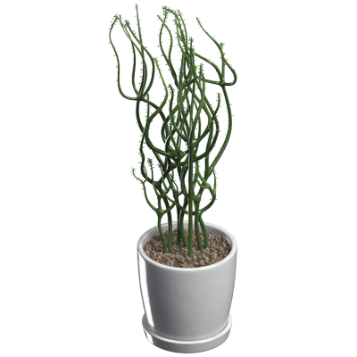 Euphorbia Leucadendron 3D Model 3D Graphic