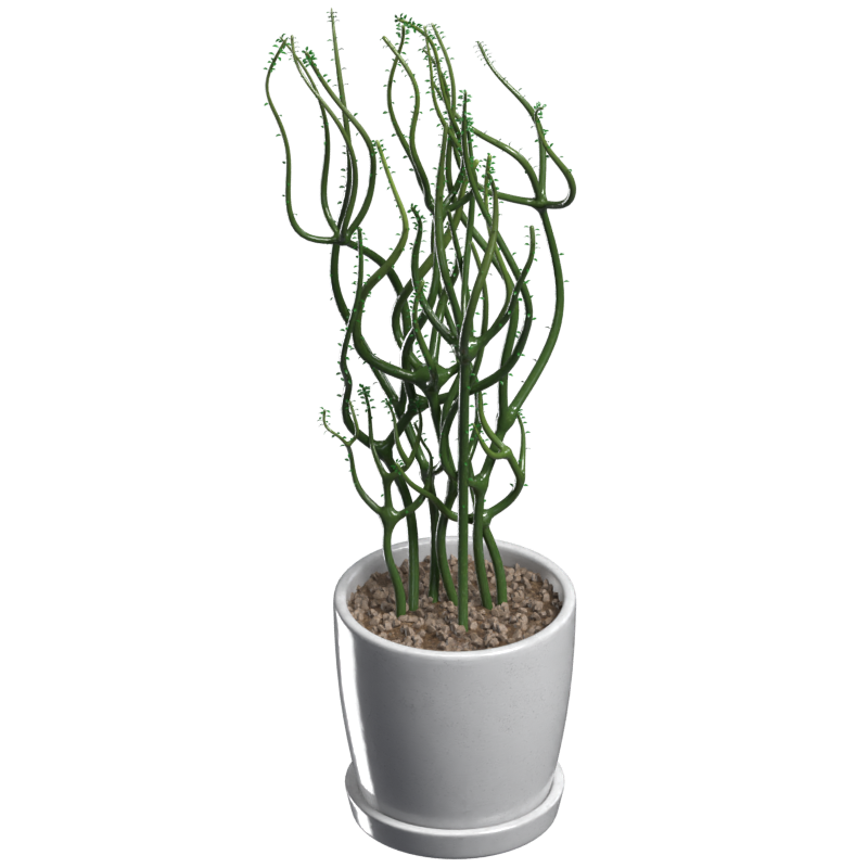 Modelo 3D de Euphorbia Leucadendron