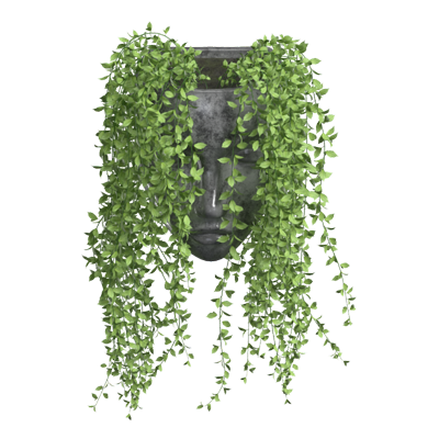 hoya linearis 3d modell 3D Graphic