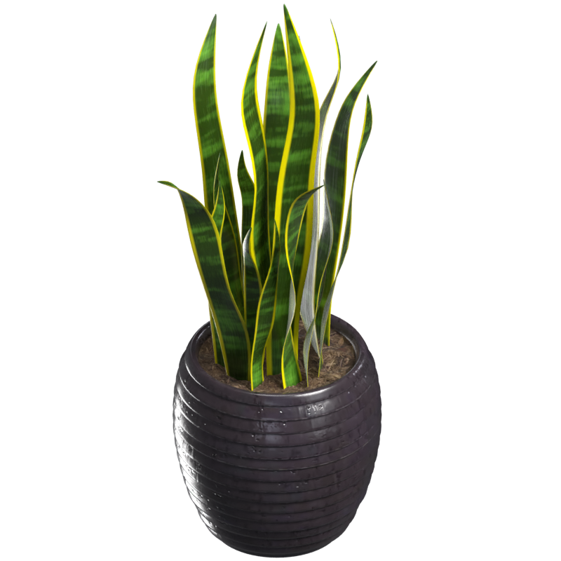 Sansevieria Trifasciata 3D Model