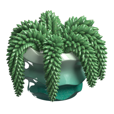 Sedum Morganianum 3D Model 3D Graphic