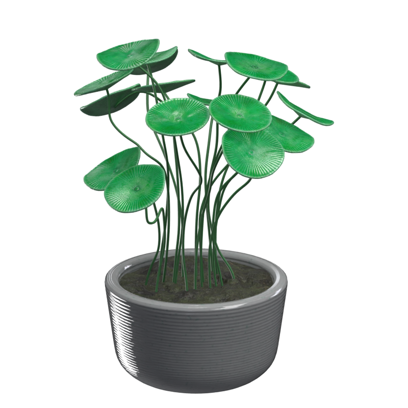 Acetabularia 3D Model