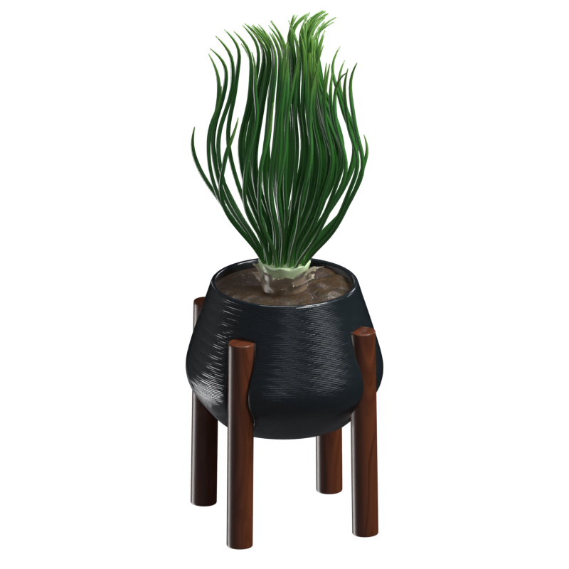 Modelo 3D da Bowiea Volubilis