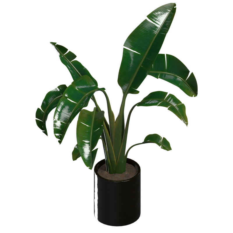 Strelitzia Nicolai 3D Model