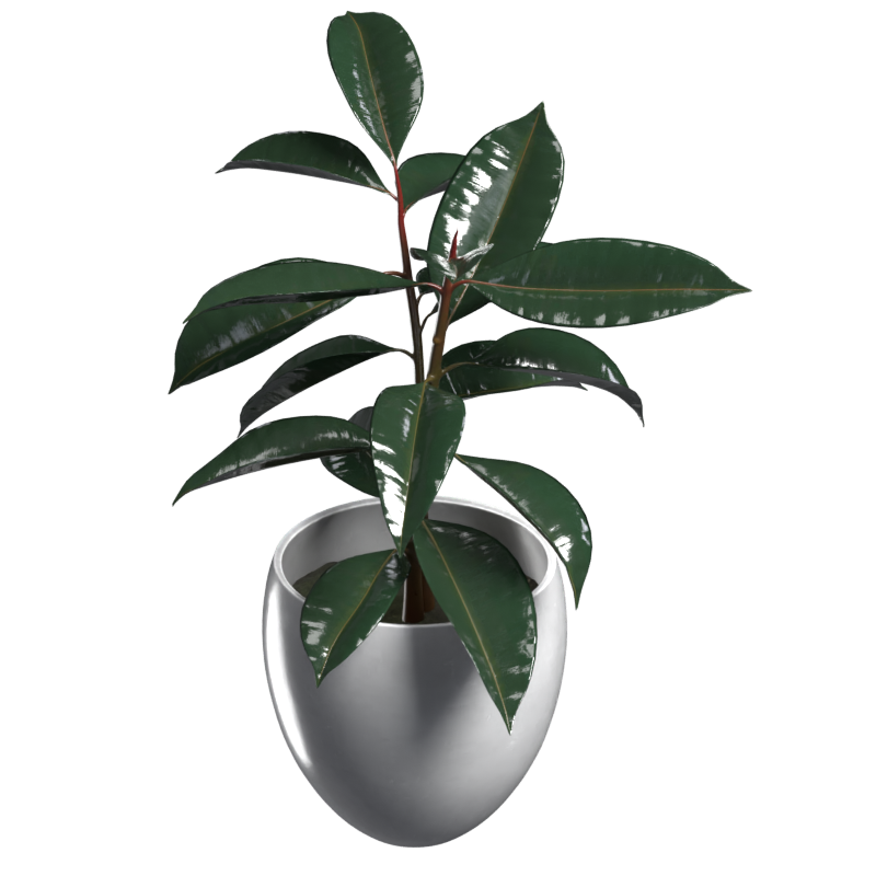 Ficus Elastica 3D Model