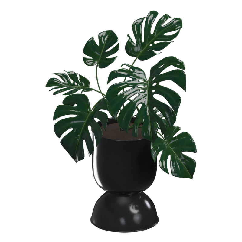 Monstera Deliciosa 3D Modell