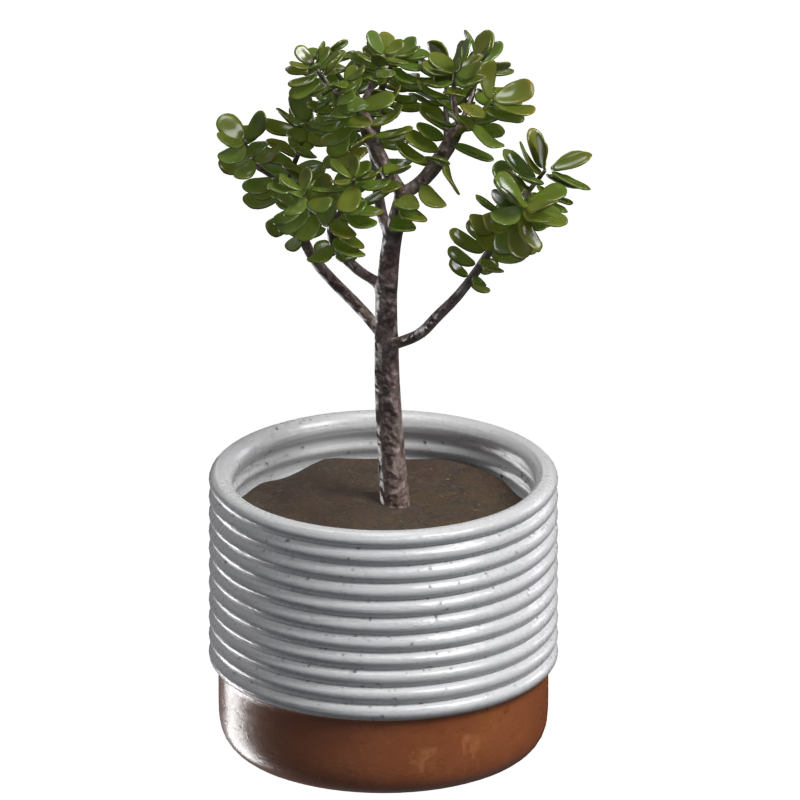 Crassula Ovata 3D Model