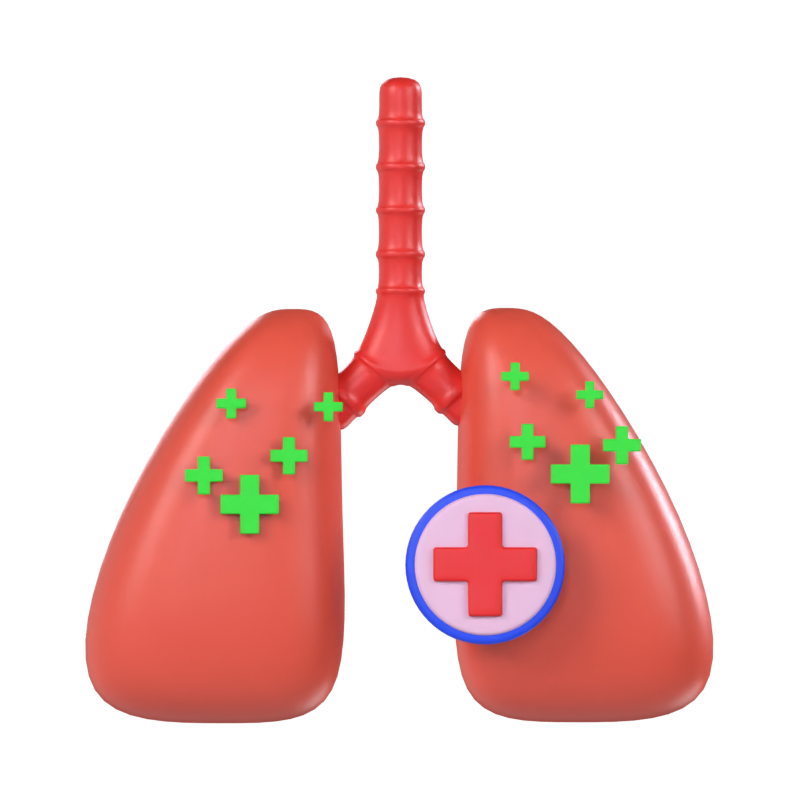 Lungs 3D Model