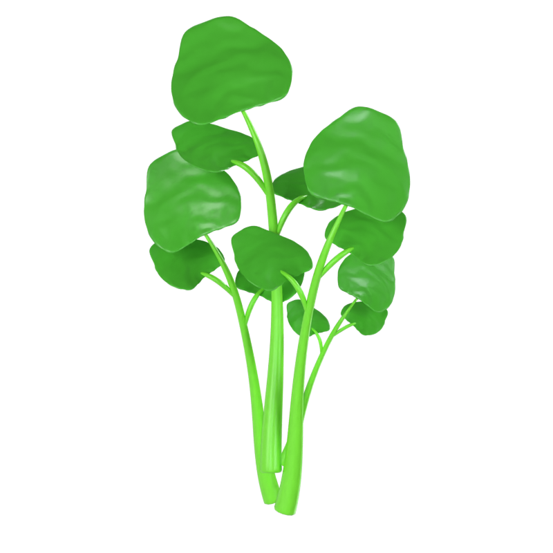 Watercress 3D Model