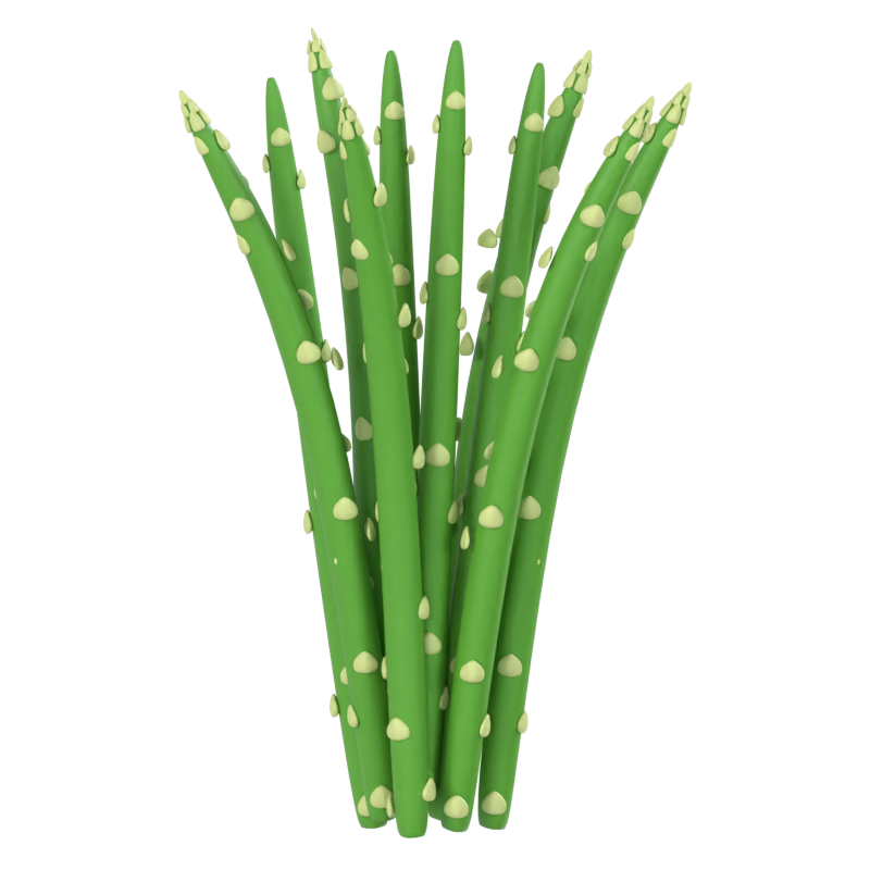 Spargel 3D Modell