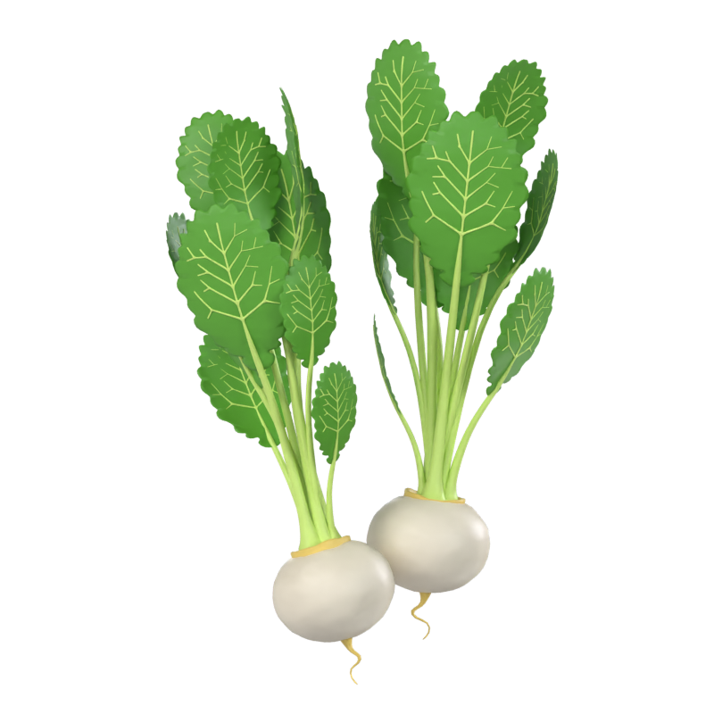 Turnip 3D Model 3D Graphic