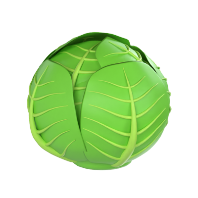 Cabbage 3D Model 3D Graphic