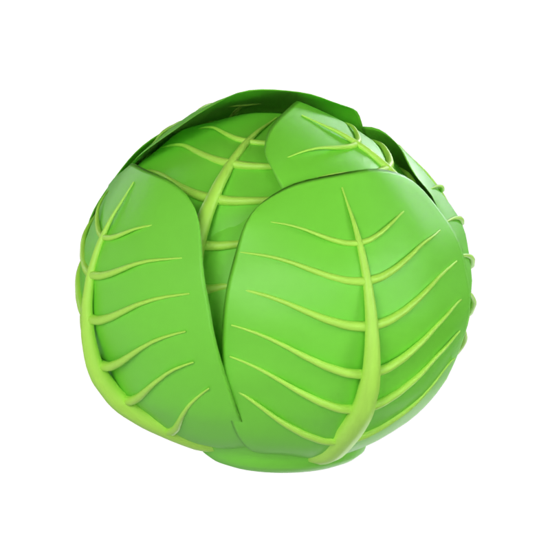 Cabbage 3D Model