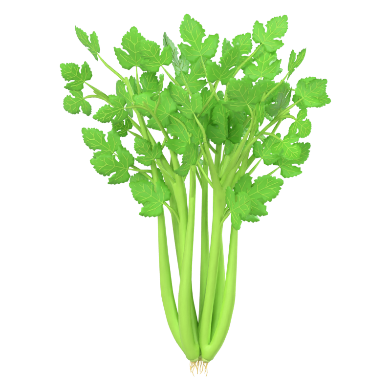 Celery 3D Model 3D Graphic