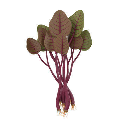 Red Spinach 3D Model 3D Graphic