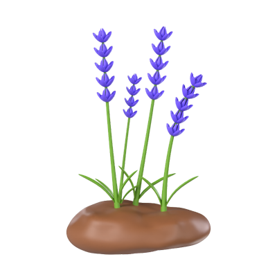 lavanda modelo 3d 3D Graphic