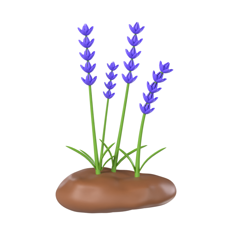 Lavendel 3D Modell 3D Graphic