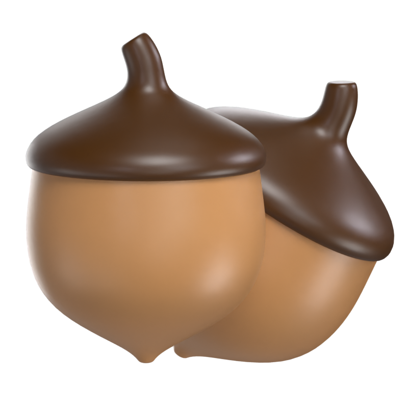 Acorn 3D Model 3D Graphic