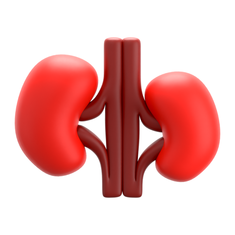 Kidney 3D Icon 3D Graphic