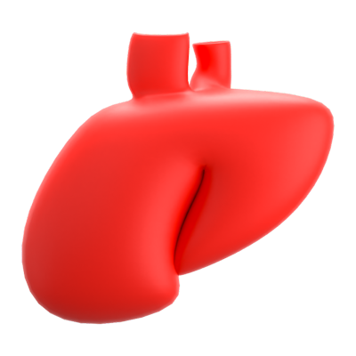 Liver 3D Icon 3D Graphic