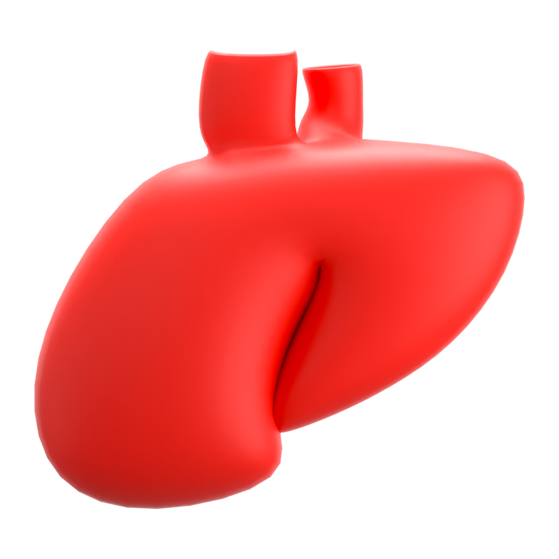 Liver 3D Icon 3D Graphic