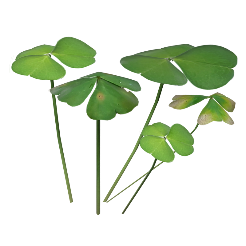 Clover Leaves Group Modelo 3D Sorrel Wood