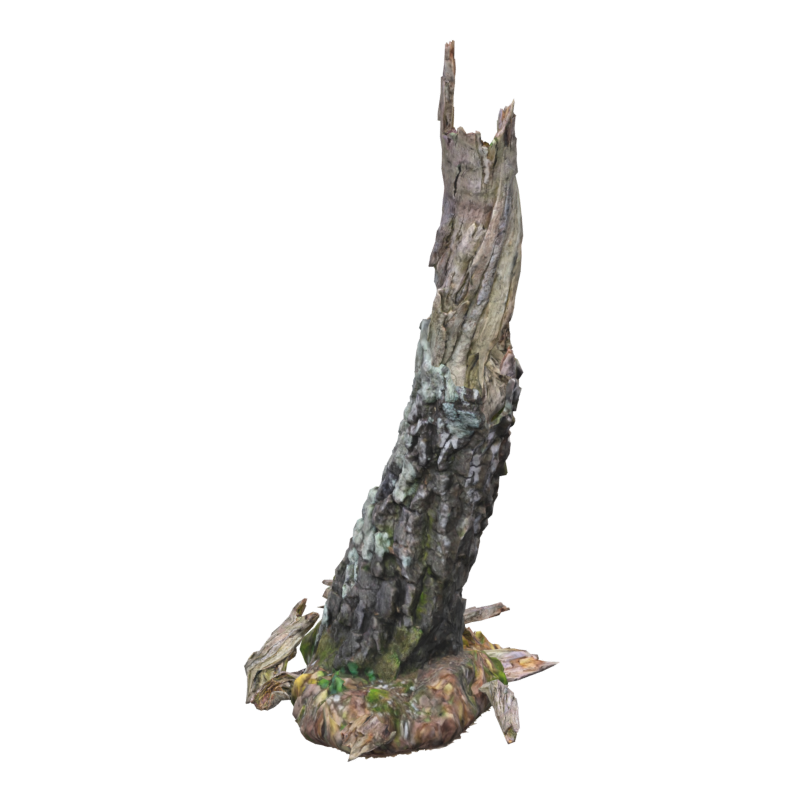 Dead Wood Birch Trunk 3D Model