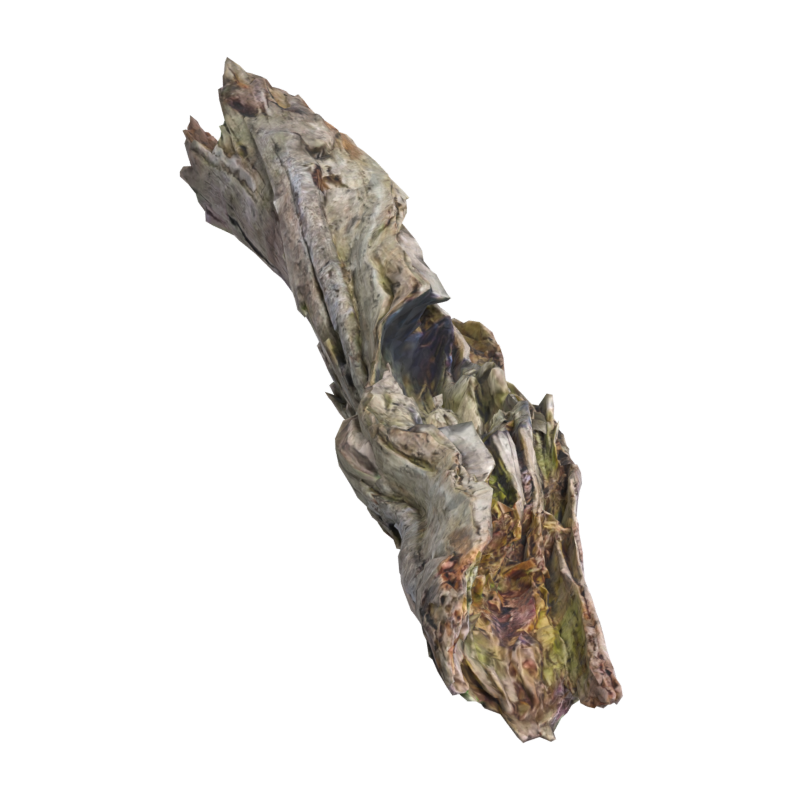 Fallen Dead Wood Birch Trunk 3D Model