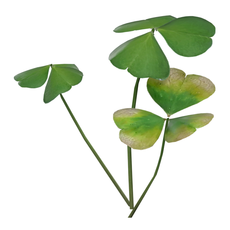 Clover Leaves Group Modelo 3D Sorrel Wood