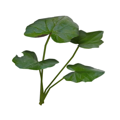 Pilewort Leaves Four Medium Size Leaves 3D Model 3D Graphic