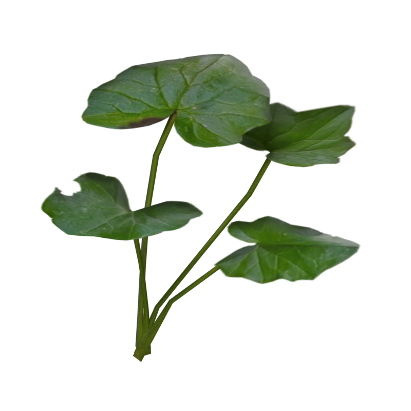 Pilewort Leaves Four Medium Size Leaves 3D Model