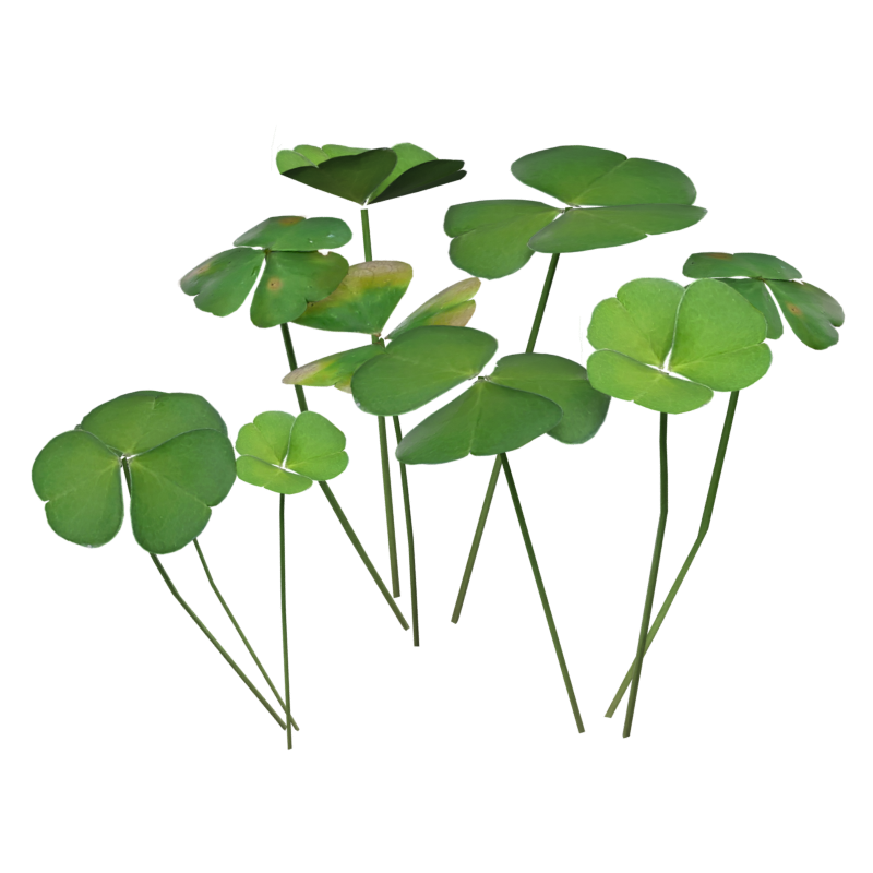 Clover Leaves Group Modelo 3D Sorrel Wood