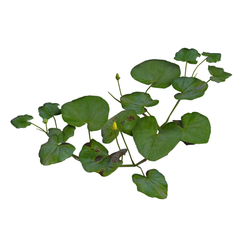 Modelo 3D de hojas anchas de Pilewort con tres botones florales