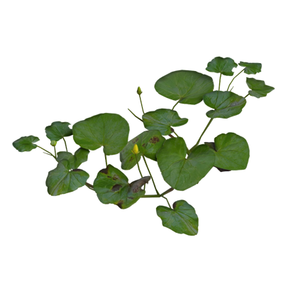 Wide Large Pilewort Leaves With Three Flower Buds 3D Model 3D Graphic