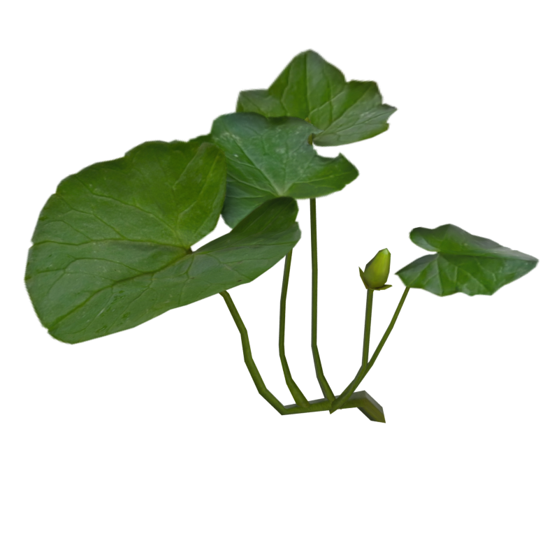 Pilewort Blätter Vier Blätter mit Knospe 3D Modell